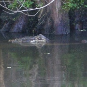 Alligator in the bayou, New Orleans 99i.jpg