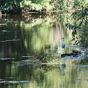 White Egret and a turtle in a Louisiana Bayou 5205805.jpg