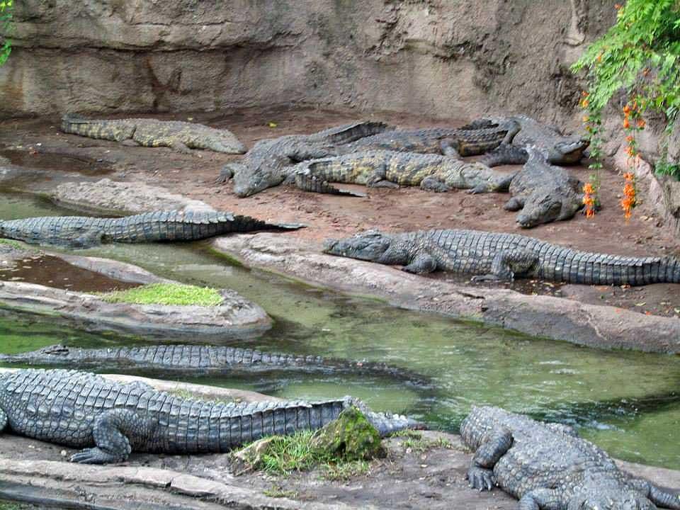 Real crocodiles, Kilimanjaro Safari, Animal Kingdom 212