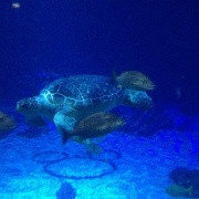 Living Seas Aquarium at Epcot Center 102.jpg