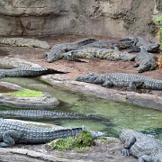 Real crocodiles, Kilimanjaro Safari, Animal Kingdom 212.jpg
