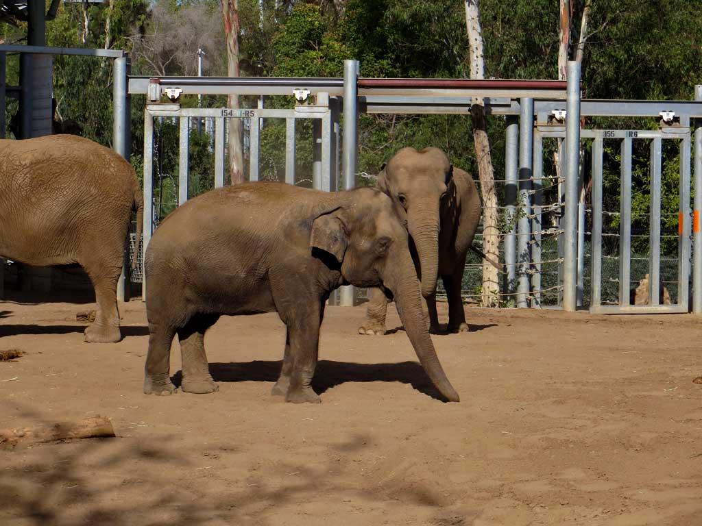 Elephants, San Diego Zoo 6797