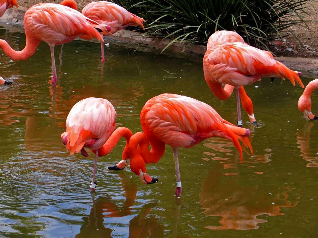Flamingos, San Diego Zoo 6823