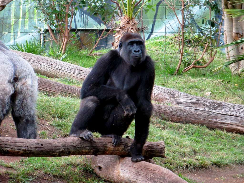 Gorilla, San Diego Zoo 6817