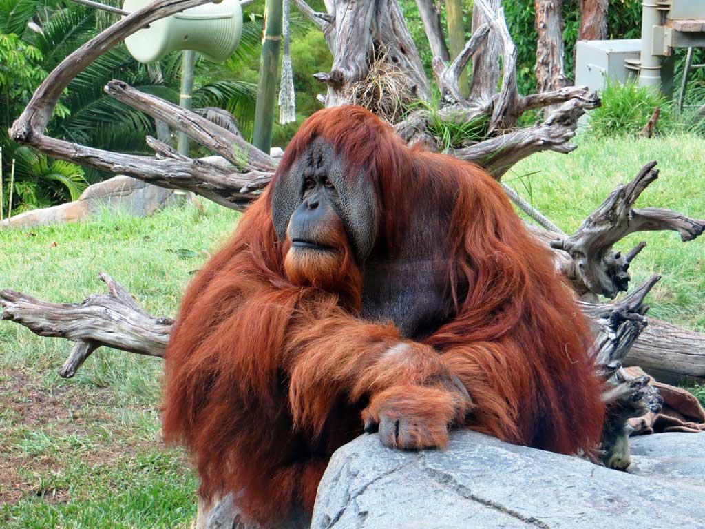 Orangutan, San Diego Zoo 6821
