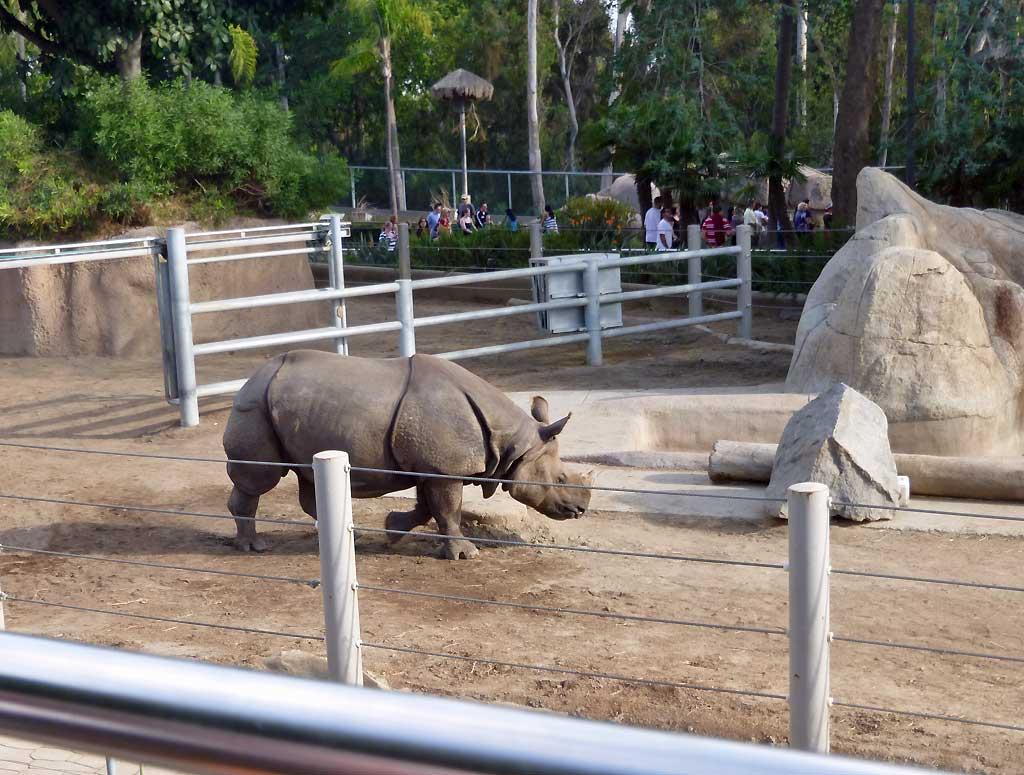 Rhino, San Diego Zoo 0783