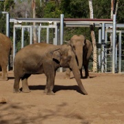 Elephants, San Diego Zoo 6797.JPG