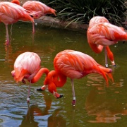Flamingos, San Diego Zoo 6823.JPG
