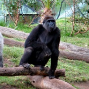 Gorilla, San Diego Zoo 6817.JPG