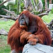 Orangutan, San Diego Zoo 6821.JPG
