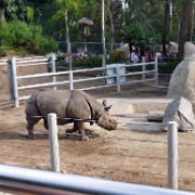 Rhino, San Diego Zoo 0783.JPG
