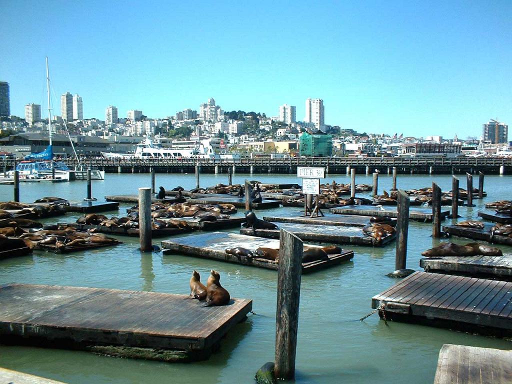 Pier 39, San Francisco 106