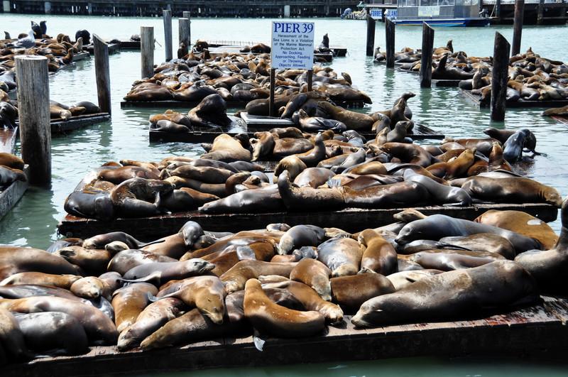 Sea lions on pier 39 in San Francisco 2460590
