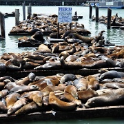 Sea lions on pier 39 in San Francisco 2460590.jpg