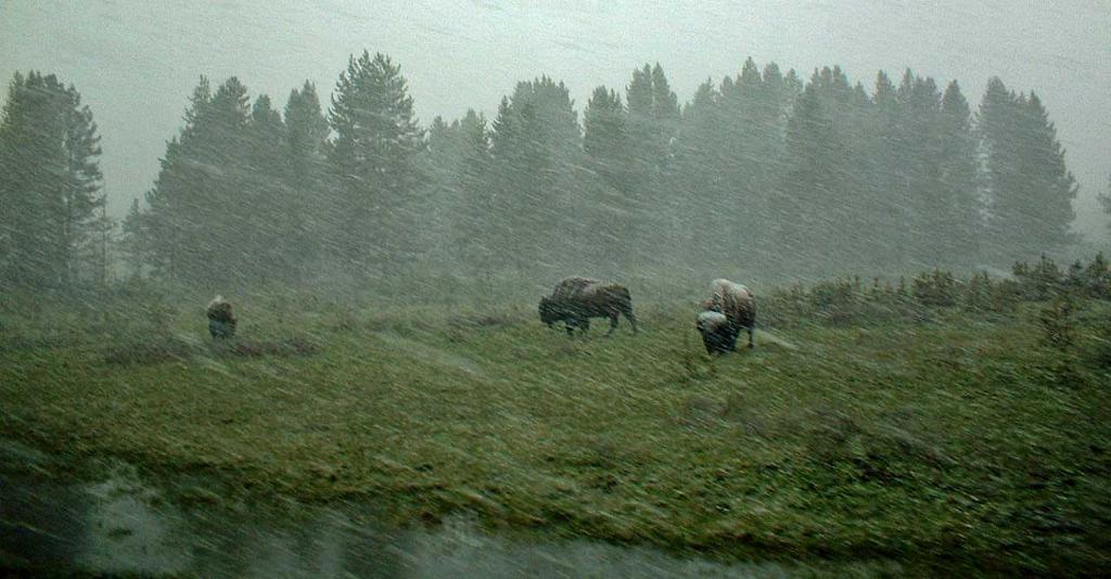 Bison May snowfall, Yellowstone 25