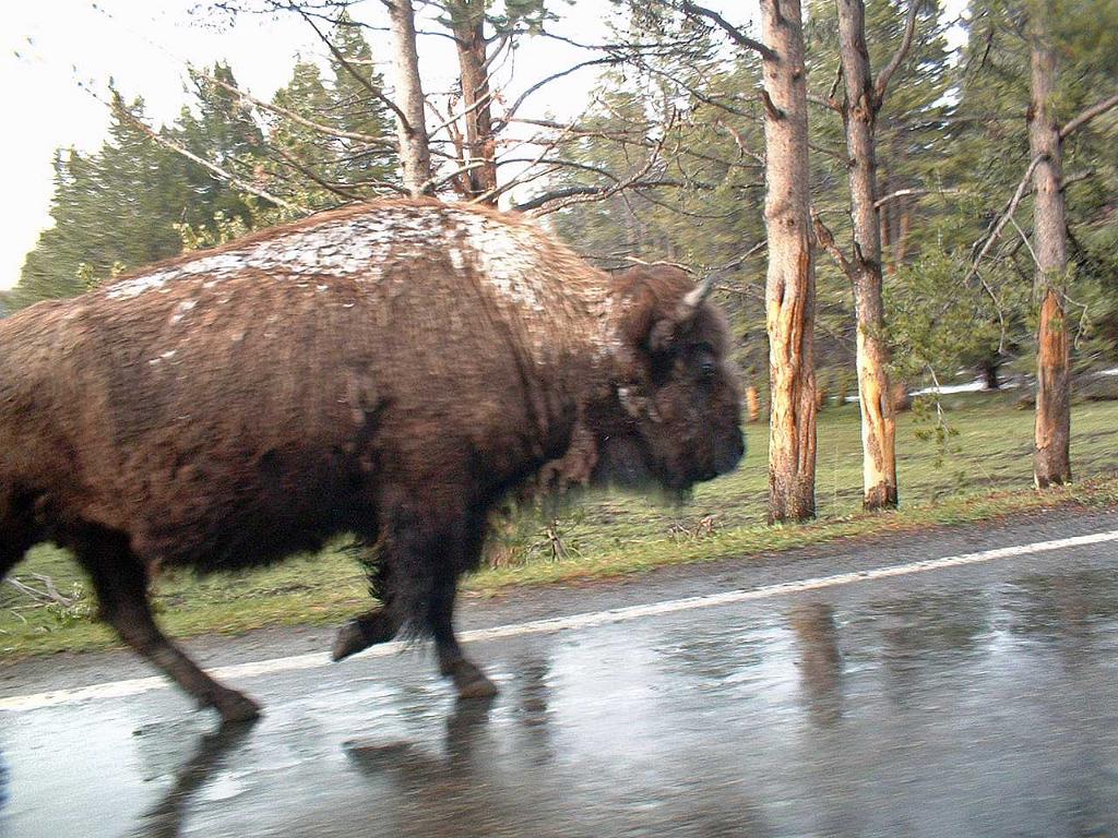 Bison on the road, Yellowstone 26