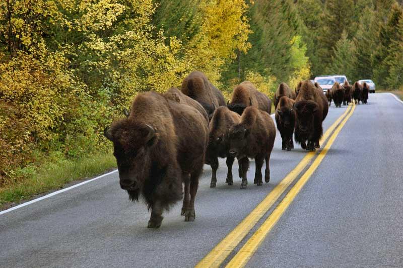 Bison own the roads in Yellowstone 9252971