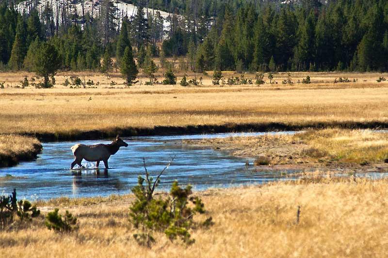 Hayden Valley, elk, Yellowstone 4773632