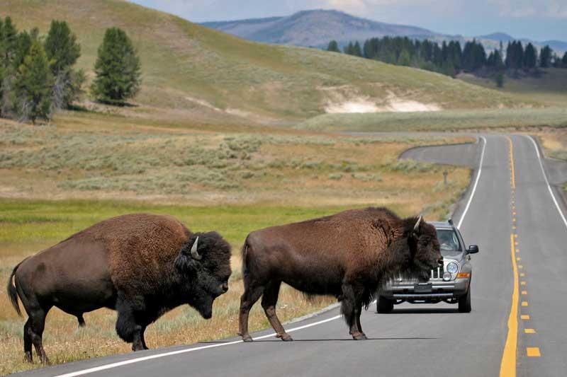 Yield to bison in your lane, Yellowstone 0092766