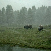 Bison May snowfall, Yellowstone 25.jpg