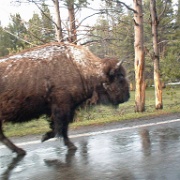Bison on the road, Yellowstone 26.jpg