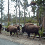 Bison, Yellowstone National Park 05.jpg