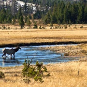 Hayden Valley, elk, Yellowstone 4773632.jpg