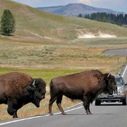 Yield to bison in your lane, Yellowstone 0092766.jpg