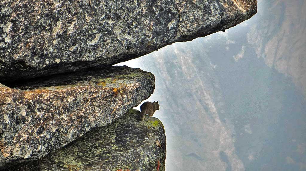 Glacier Point, squirrel enjoying the 3,000 foot drop 6270