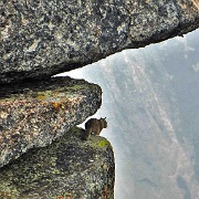 Glacier Point, squirrel enjoying the 3,000 foot drop 6270.JPG