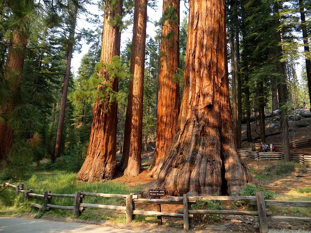 Bachelor and Three Graces, Mariposa Grove, Yosemite 6285