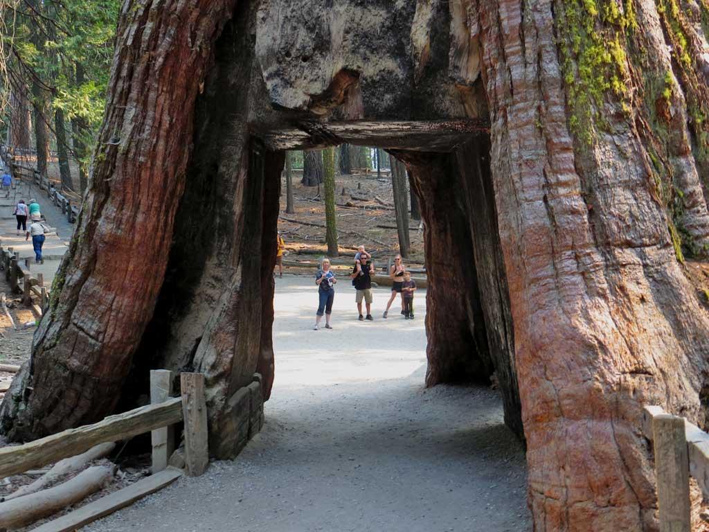 California Tunnel Tree, Mariposa Grove, Yosemite 6298