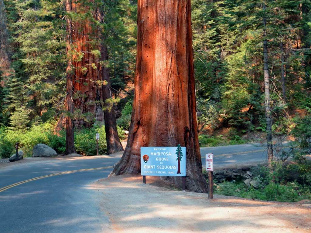 Mariposa Grove entrance, Yosemite 6277