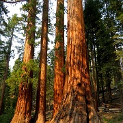 Bachelor and Three Graces, Mariposa Grove, Yosemite 6284.JPG