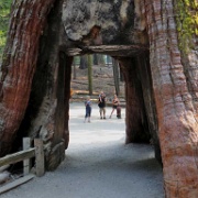California Tunnel Tree, Mariposa Grove, Yosemite 6298.JPG