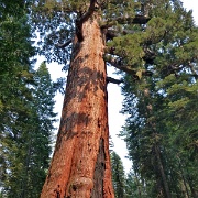 Grizzly Giant, Mariposa Grove, Yosemite 498.JPG