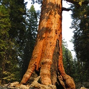 Grizzly Giant, Mariposa Grove, Yosemite 6292.JPG