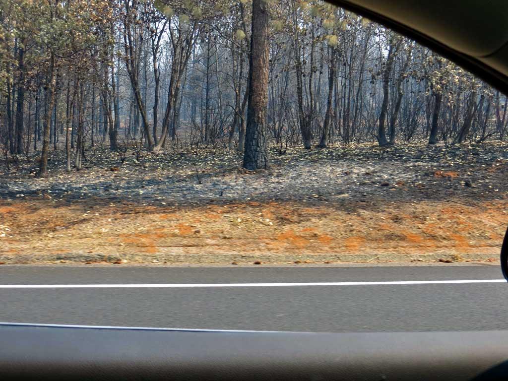 Rim Fire burns to Highway 120, no stopping 6133