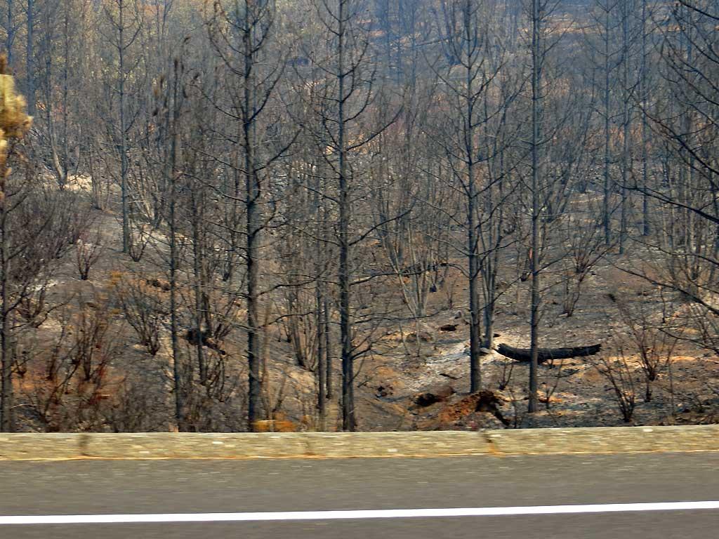 Rim Fire burns to Highway 120, no stopping 6135