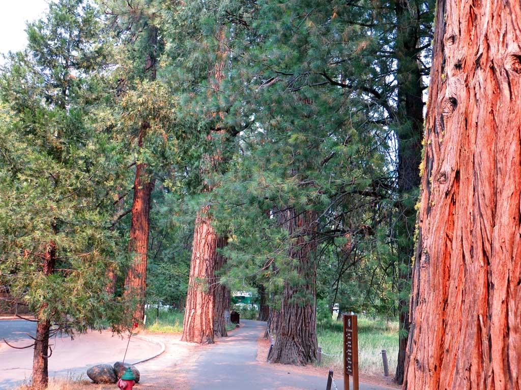 Rim Fire smoke makes trees in Yosemite Valley redder 6189