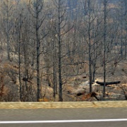 Rim Fire burns to Highway 120, no stopping 6135.JPG