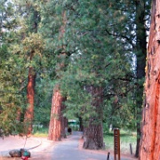 Rim Fire smoke makes trees in Yosemite Valley redder 6189.JPG