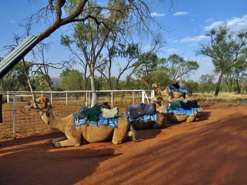 Camels,  Alice Springs 2656378