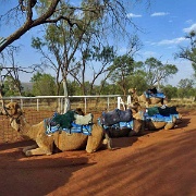 Camels,  Alice Springs 2656378.jpg