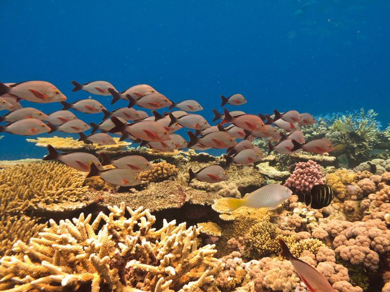 Great Barrier Reef, Australia 2669553