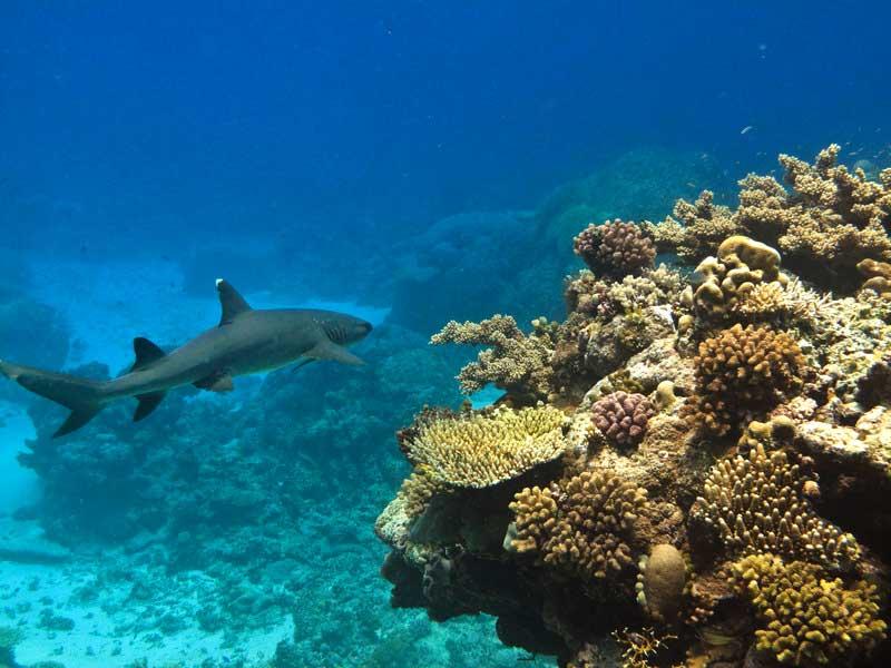 White Tip Reef Shark, Great Barrier Reef 2669550