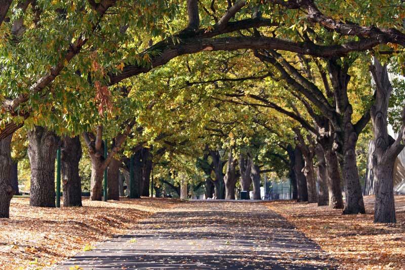 Walkway, Carlton Gardens, Melbourne 1178704