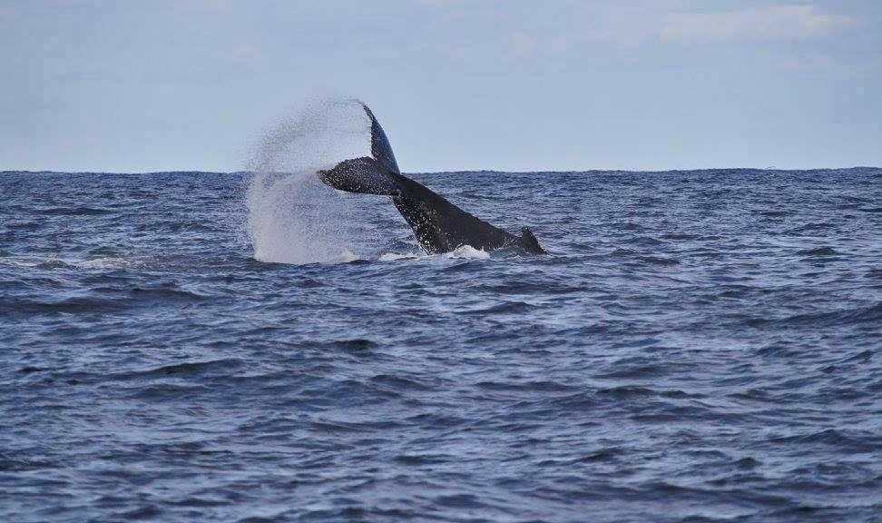 Humpback whale, Sydney, Australia