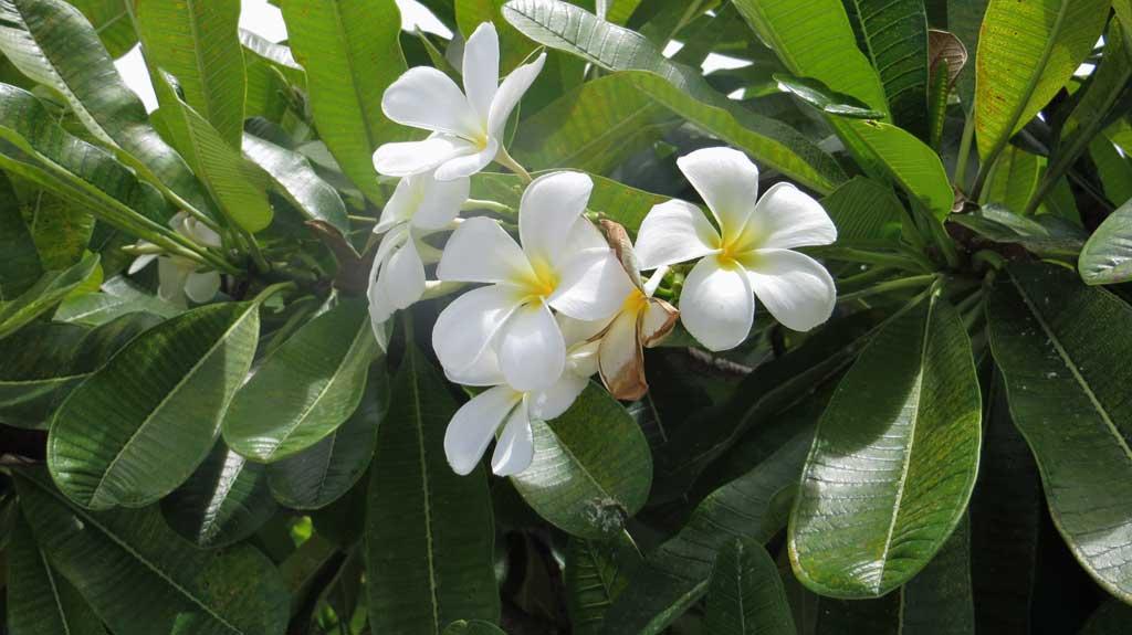 5 petal gardenia of Fakarava