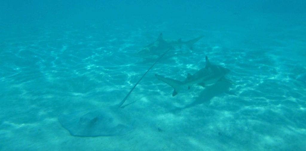 Stingray and black tipped reef sharks, Moorea